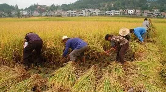 稻谷豐收?qǐng)鼍埃瑵M滿編織袋充斥著豐收的意味